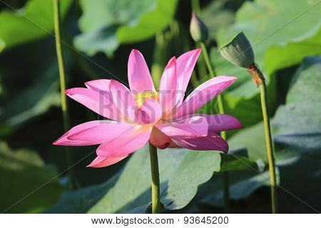 Lotus flower
