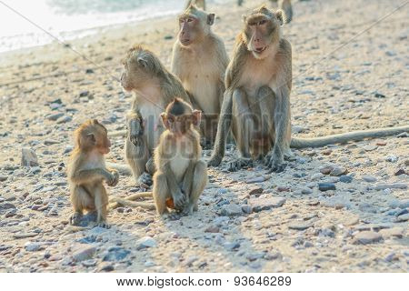 Monkey's Family on the Beach