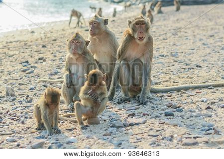 Monkey's Family on the Beach