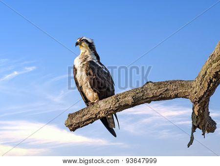 Osprey Reverence