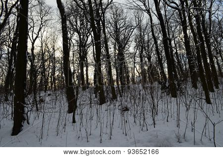 trees