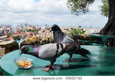 birds