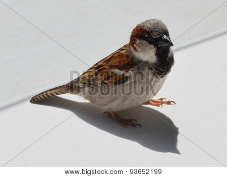 bird