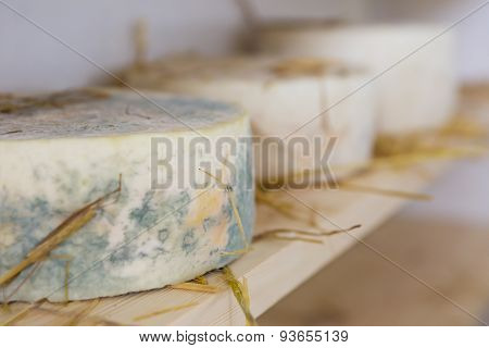 French Goat Cheese Maturing In Basement
