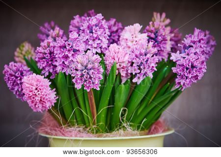 hyacinth blossom. Close-up purple or lilac hyacinthus flowers in pot indoors