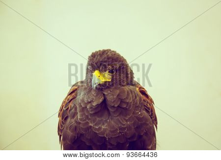 Golden Eagle ( Filtered image processed vintage effect. )