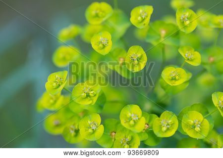 Spurge Flowers (euphorbia Amygdaloides)