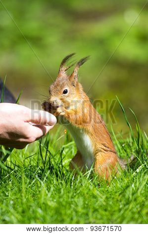 Man Feeding A Squirrel