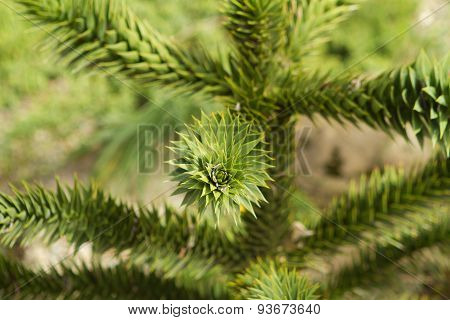 Spiny tree