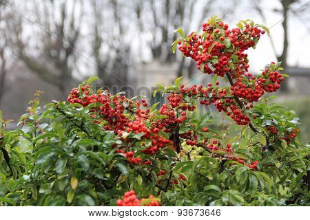 Rowan