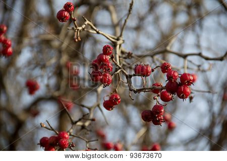 Berries