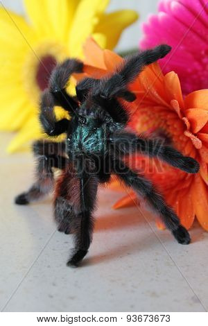 Tarantula