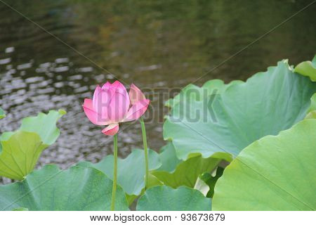 Lotus