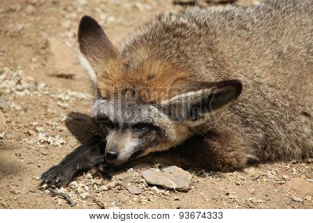 Bat-eared fox (Otocyon megalotis). Wildlife animal. 
