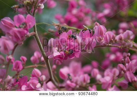Little Bee