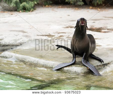 Arctocephalus