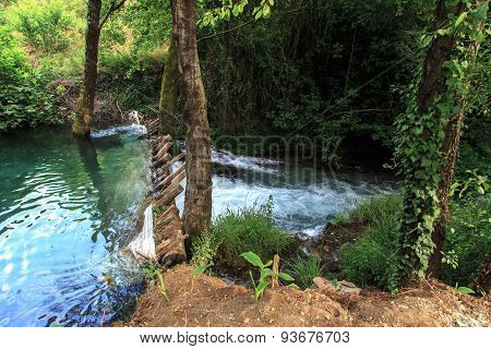 Flowing Water In Forest