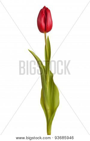 Tulip Flower On A Stem With Leaves