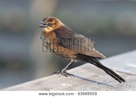 Boat-tailed Grackle (quiscalus Major)