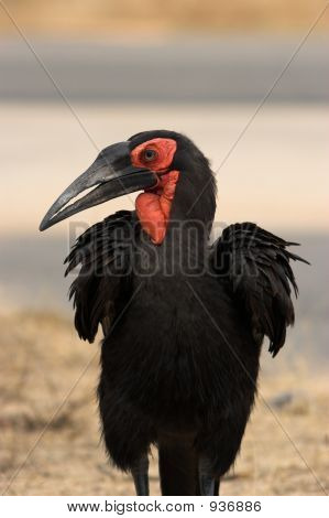 Maahan Hornbill