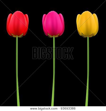 Tulip flowers isolated