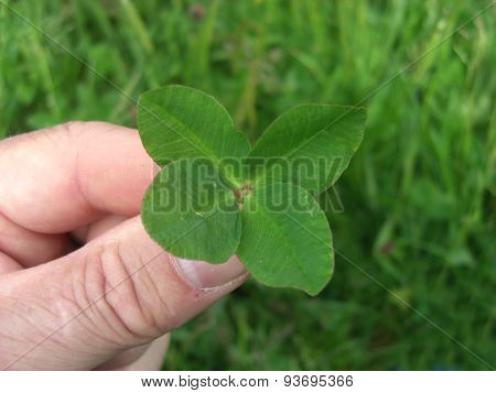 Lucky Four leaved Clover