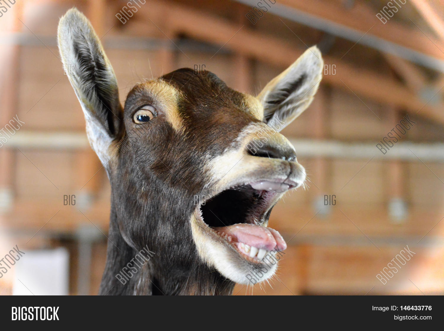 Very Happy Goat Farm Image & Photo (Free Trial) Bigstock