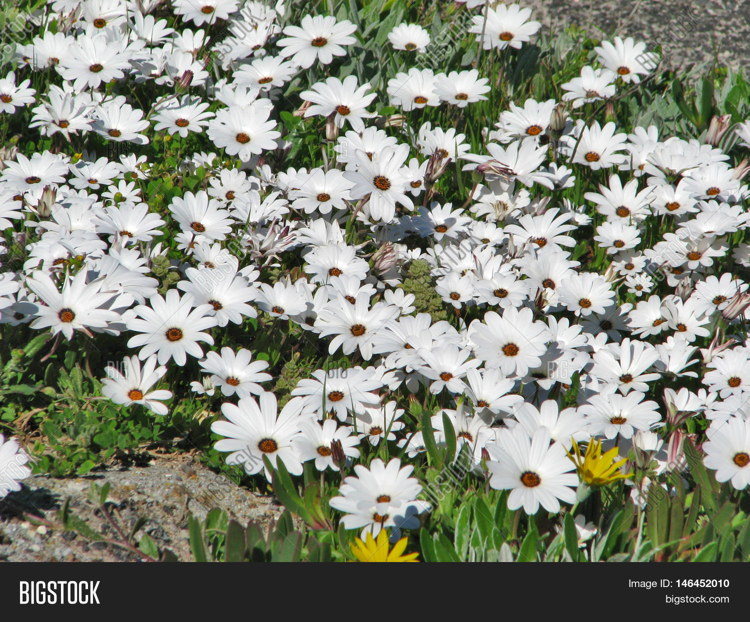 Wild African Daisies, Image & Photo (Free Trial) Bigstock