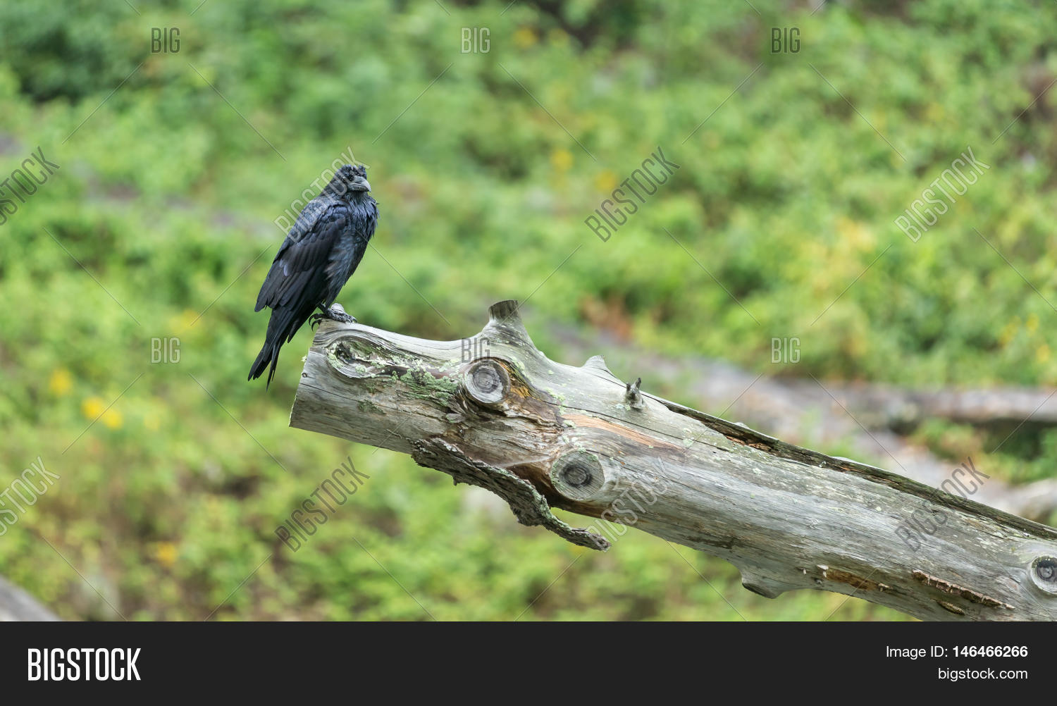 Large Black Crow On Image & Photo (Free Trial) Bigstock
