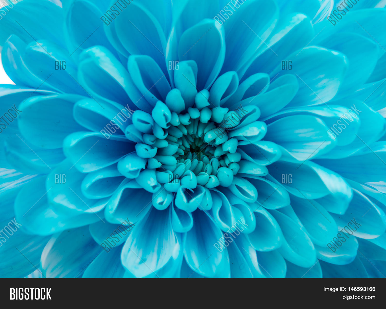 Blue Chrysanthemum Image & Photo (Free Trial) Bigstock