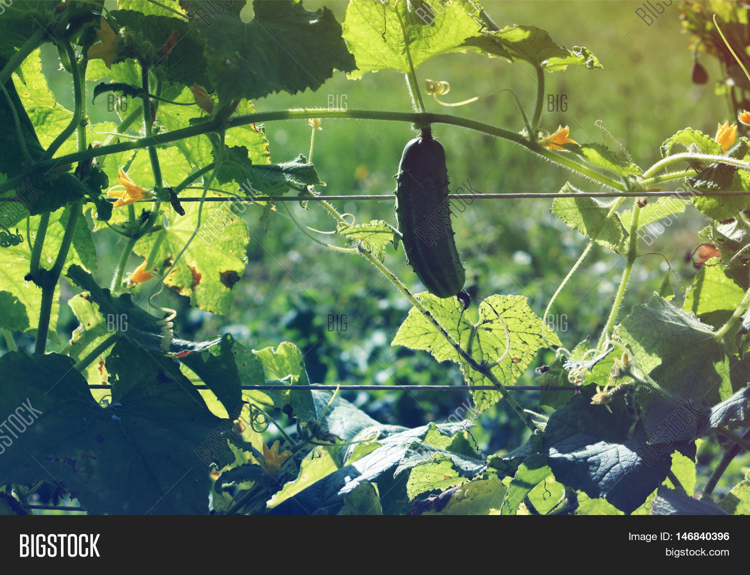 Fresh Ripe Cucumbers Image & Photo (Free Trial) Bigstock