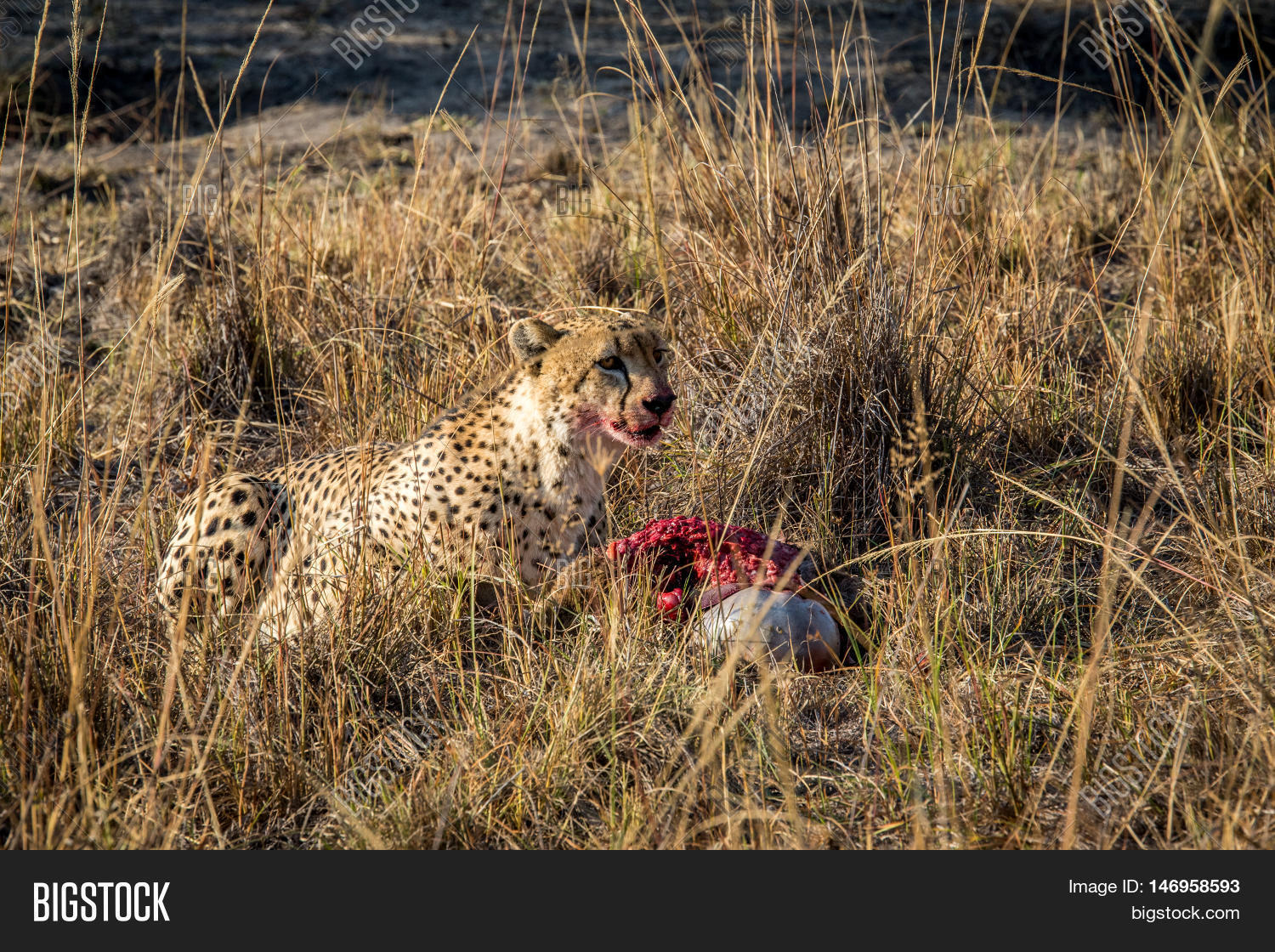 cheetah eating image photo free trial bigstock