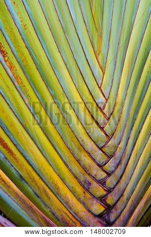 Big body of traveler's palm Ravenala banana