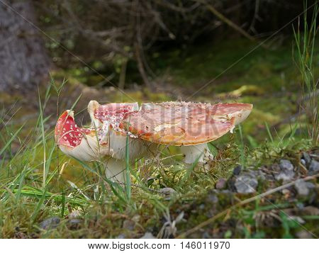 Toadstool growing in a forest in Scotland