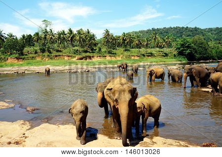 Elephants bathing in the river, Pinnawala elephant orphanage.