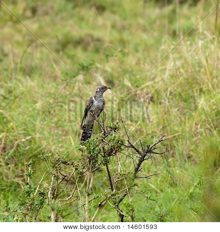 Fælles Gøg juvenile