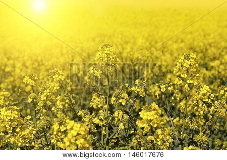 Field of bright yellow flowers winter cress and sunlight