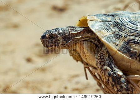 Turtle on the sandy beach.Egypt. Red Sea