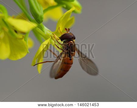 Pollen insect at work on tellow flower