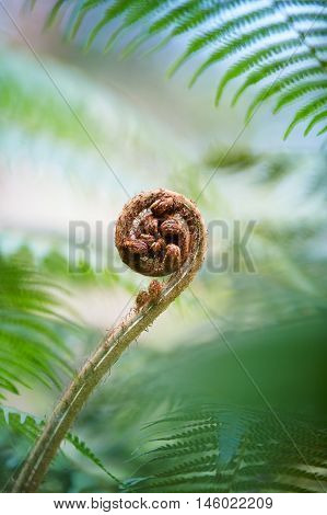 new shoot of fern in the nature