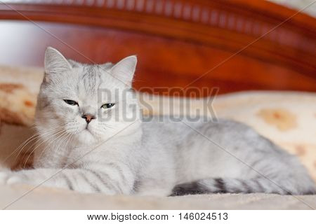 beautiful cat British shorthair breed indoors closeup