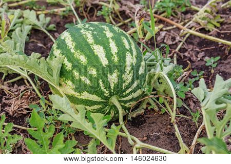 Growing Watermelon In A Vegetable Garden
