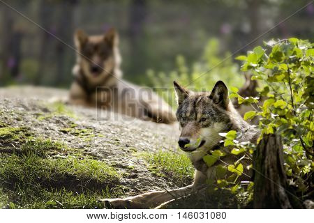 Grey Wolf (canis Lupus) Portrait - Captive Animalgrey Wolf (canis Lupus) Portrait - Captive Animal