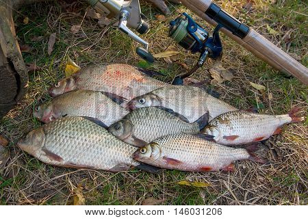 Pile Of The Common Bream Fish, Crucian Fish Or Carassius, Roach Fish On The Natural Background. Catc