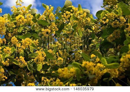 linden flowers close up on a background of blue sky