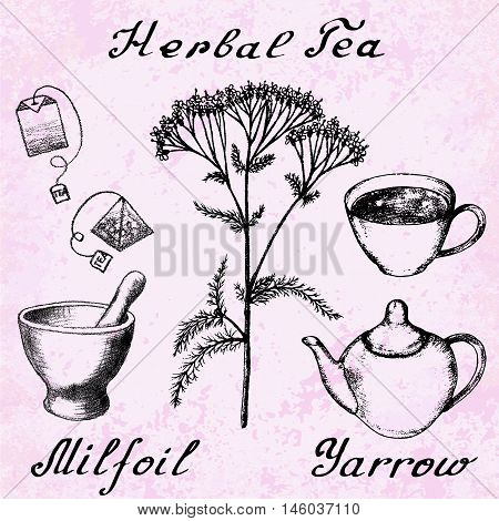 Yarrow Achillea millefolium hand drawn sketch botanical illustration. Utensils for tea. Vector illustation. Medical herbs. Lettering in English and Russian languages. Grunge background
