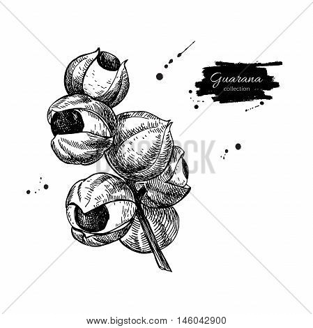 Guarana vector superfood drawing. Isolated hand drawn illustration on white background. Organic healthy food. Great for banner poster label