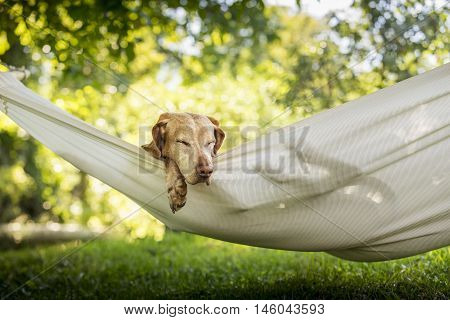 Dog relax in the hammock in beautiful summer garden