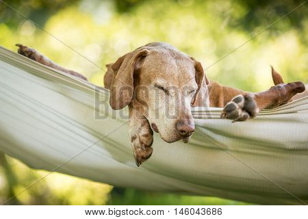 Beautiful dog relax in hammock in summer garden