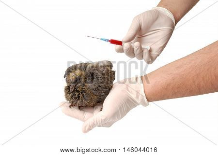 Veterinarian holds a baby bird of a pigeon and a syringe with medicine. Isolated on the white